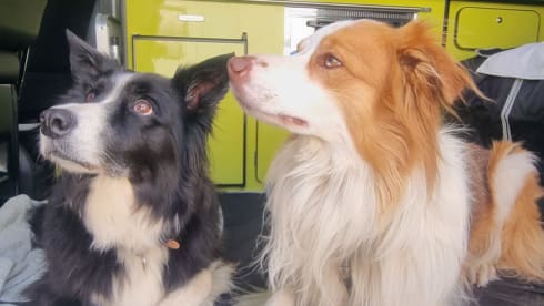 Sunshine  – 4berth T6.1 VW. Insurance included.