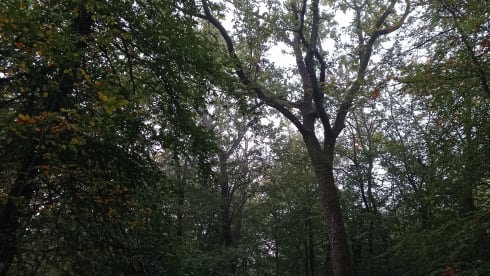 LamutCH – Converted van