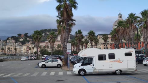 Nasenbär – old lady