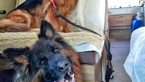 CAMPERWOLF – A LOW PRICE and UP TO 22% SAVING -  2/3/4 Berth - UNLIMITED MILES