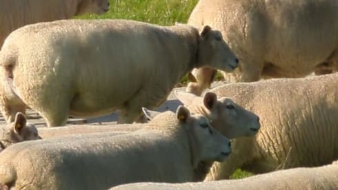 Reiskar – Knusse en stoere camper alles nieuw