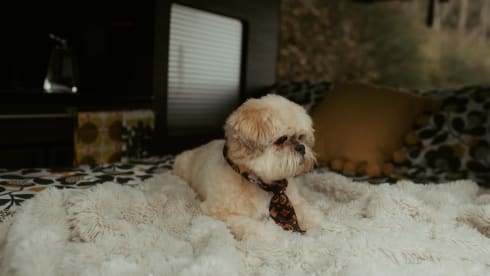 Vinnie – VW T5 Campervan Leicestershire