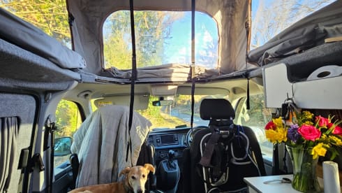 Iris – Iris - Volkswagen campervan