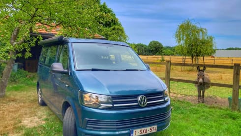 Toontje – Toontje: 4p Volkswagen campervan from 2017