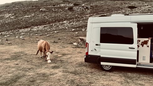 Paule – Get into your VanLife experience with our Paule!