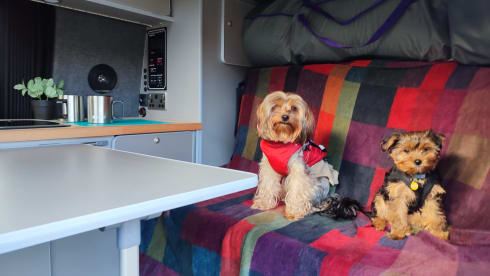 Baz – 4 berth Volkswagen campervan from 2019