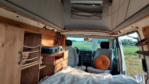 Amerai il nostro bel camper Volkswagen insieme al tuo cane o gatto!