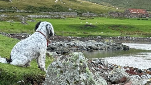 Rover  – 4 berth Fiat campervan PET FRIENDLY