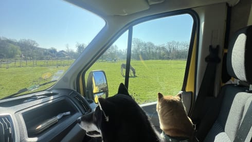 Banana – 2p Ford campervan uit 2018