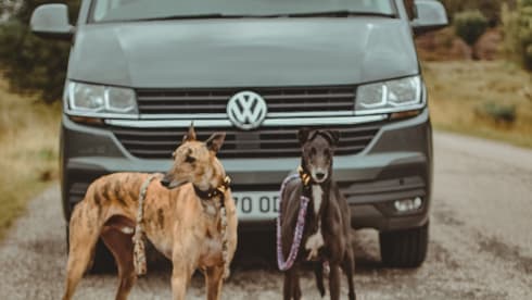 Harley – When Dog Friendly Means Dog Friendly - Luxury VW T6.1 Campervan
