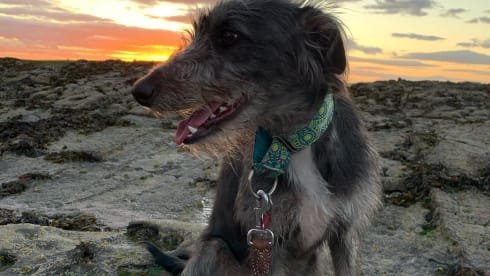 Danny – Danny De Vito 4 Birth Pop Top Campervan (Fully Insured)