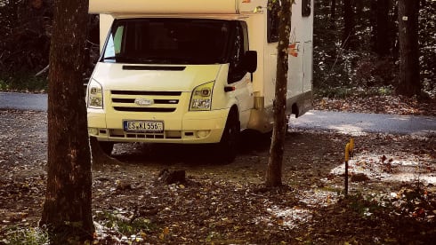 Nasenbär – old lady