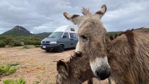 Dani – Volkswagen t4 Reimo