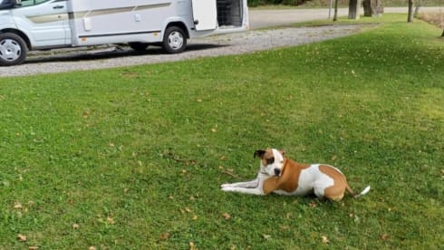 5p Ford semi-integrated uit 2025