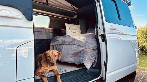 COOPER THE CAMPER – 2016 Volkswagen Camper