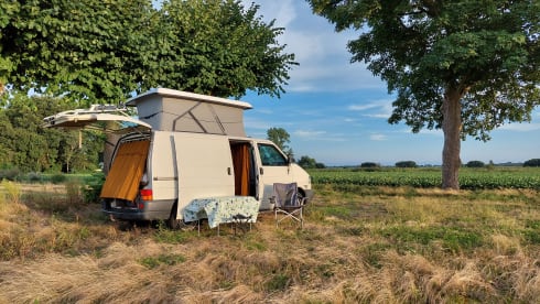Amerai il nostro bel camper Volkswagen insieme al tuo cane o gatto!