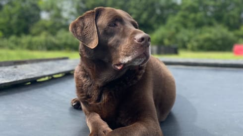 Lenny boy  – Lenny Boy Camping Machine. Insurance included.