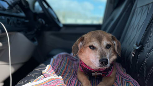 Ivy – Pet friendly VW campervan - MK13 Milton Keynes