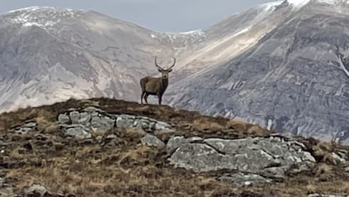 Bamboo Buck – Hashtagcampeurs 