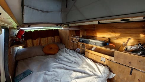 Amerai il nostro bel camper Volkswagen insieme al tuo cane o gatto!