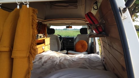 Amerai il nostro bel camper Volkswagen insieme al tuo cane o gatto!