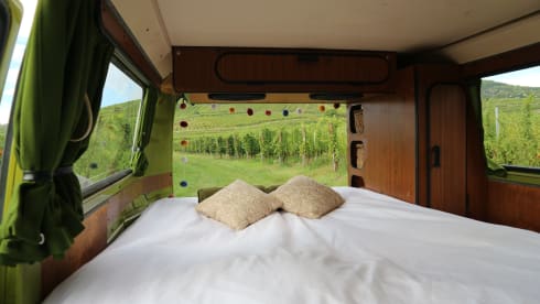 Sanseveria – Volkswagen T2b Westfalia Berlin '77
