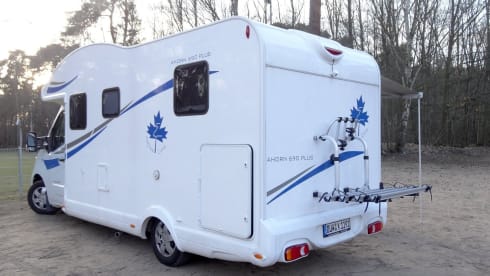 Willie – The Normal One