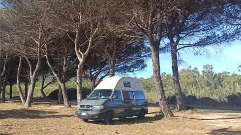 Dani – Volkswagen t4 Reimo