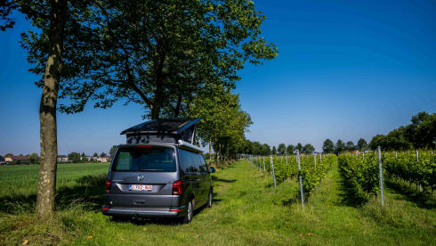 VW California 6.1 Ocean (2022) - 4 Persons - Automatic + Bicycle rack
