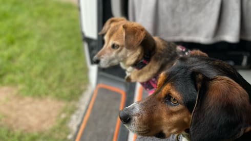 Ivy – Pet friendly VW campervan - MK13 Milton Keynes