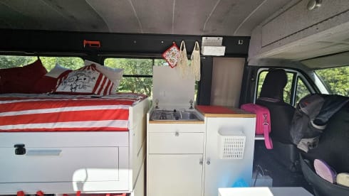 Boxer – True Boxer