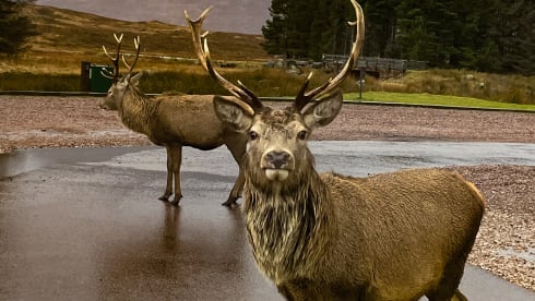 Bamboo Buck – Hashtagcampeurs 