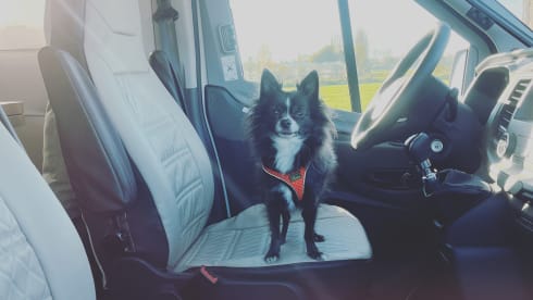 Chihuahua on the road – 2p Benimar semi-integrated from 2022