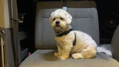 Bluebell – VW T5 pop top 4 posti letto.