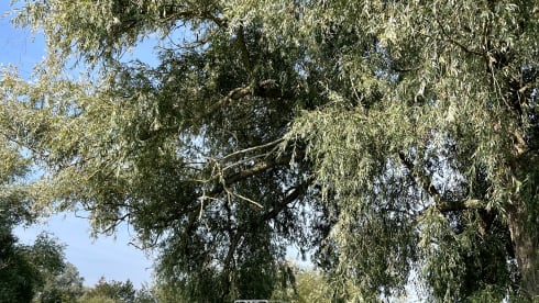 Volkswagen T2 bus from 1985