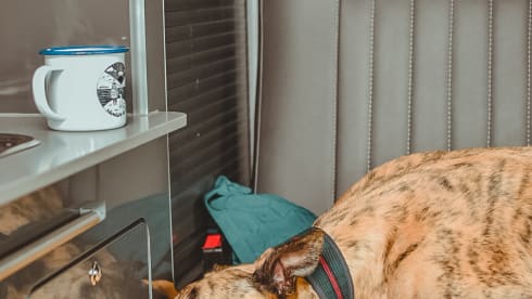Harley – When Dog Friendly Means Dog Friendly - Luxury VW T6.1 Campervan