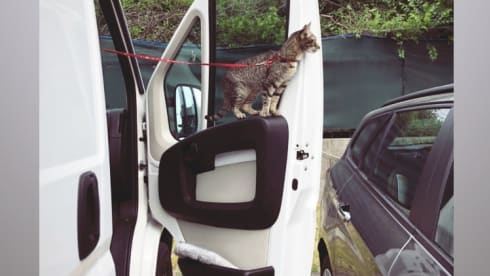 Chiara Previ – Simple wild life