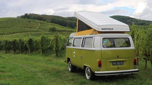 Sanseveria – Volkswagen T2b Westfalia Berlin '77