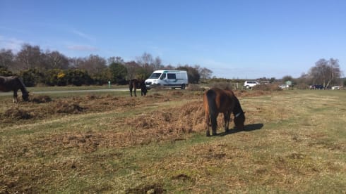 Caddyshack – Vauxhall Movana Umbau