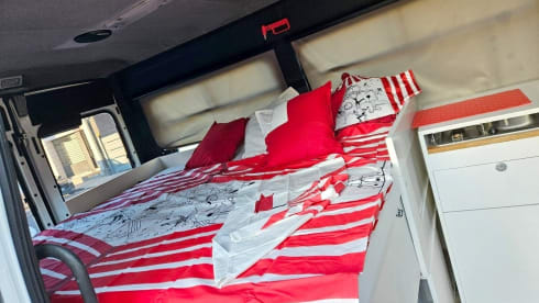 Boxer – True Boxer