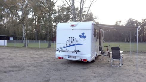 Willie – The Normal One