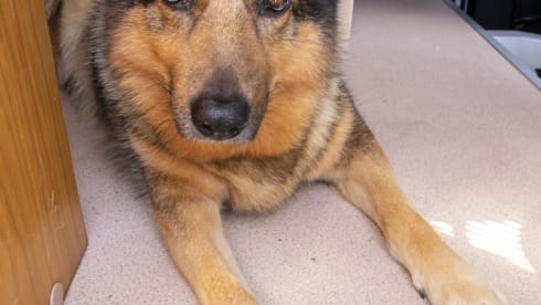 Sangria – Walking with Sangria!