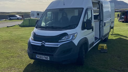 White Shark  – Wild Camper