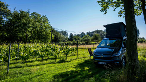 VW California 6.1 Ocean (2022) - 4 Persons - Automatic + Bicycle rack