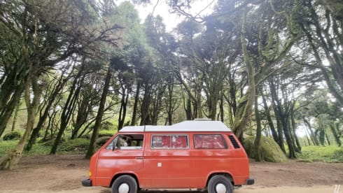 Cherry – Volkswagen Westfalia T3 Combi