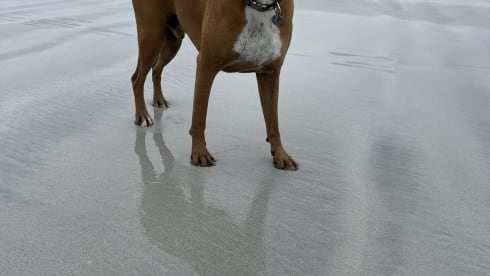 Coopers Camper – Autobus Peugeot a 4 posti letto dal 2022