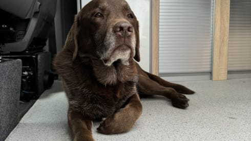 Belle – Take Belle me out for an adventure with your friends, family and pets
