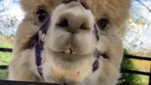 Hurricance – 6-persoons Roller Team halfintegraal uit 2021