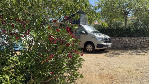 Apollo – 4p Volkswagen campervan from 2022