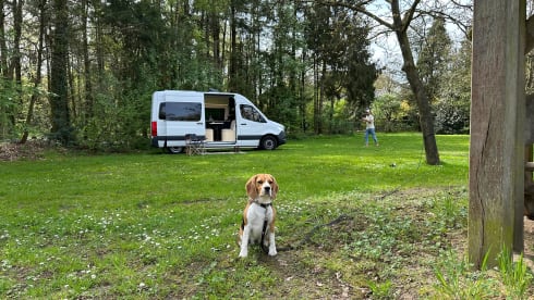 Freddie – Freddie der Abenteuerbus!!